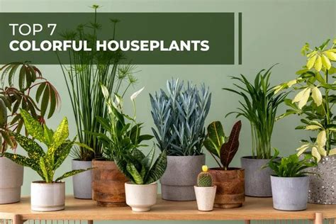 Top Variegated Indoor Houseplants To Brighten Your Home