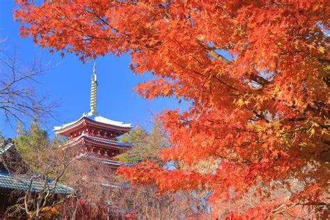 千葉縣賞楓最美紅葉秘境東京近郊賞楓景點一次公開 Visit Chiba