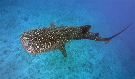 Tibur N Ballena En Bali