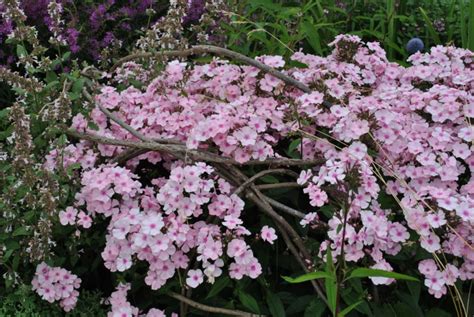 Phlox Paniculata Bright Eyes Zeelandplant