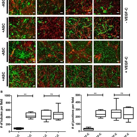 Network Formation And Quantification Of Coculture Of Lymphatic