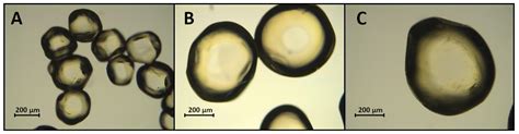 Freeze Drying Of Encapsulated Bacteriophage T4 To Obtain Shelf Stable