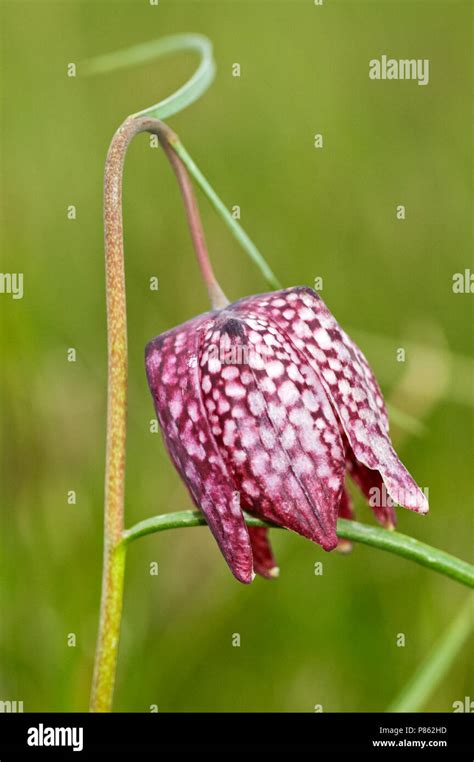 Snakes Fritillary Hi Res Stock Photography And Images Alamy