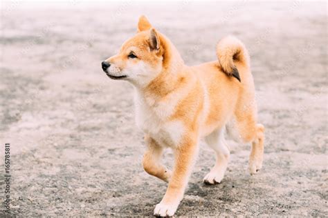 Young Japanese Small Size Shiba Inu Dog Play Outdoor At Winter Stock