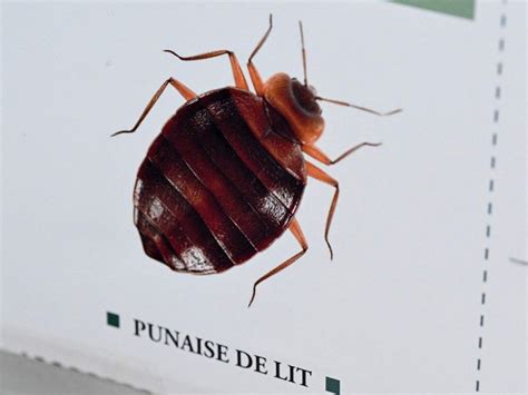 Bedbugs are infesting Paris. How can Canadian travellers protect ...