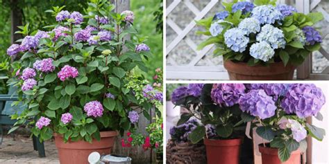 How To Grow Hydrangeas In Containers