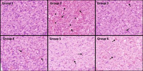 H E Staining Of Ovarian Tissues From Control And Experimental Groups