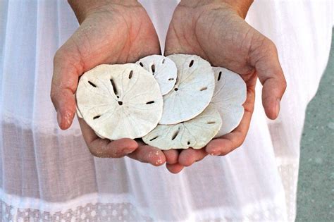 How To Find Sand Dollars Oceanislebeach