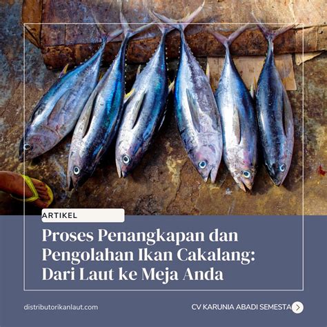 Mengenal Ikan Cakalang Ciri Ciri Habitat Dan Manfaatnya