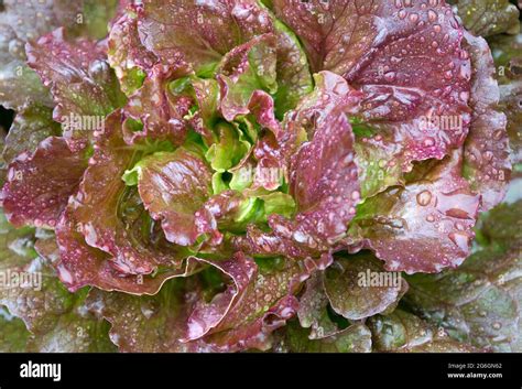 Batavia lettuce plant Stock Photo - Alamy