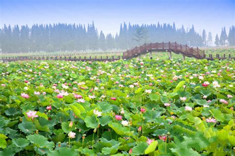 高淳水慢城 慢城高淳 固城湖水慢城 第14页 大山谷图库