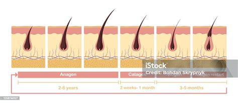 머리 성장 주기 일러스트 해부학적 다이어그램의 발달 모낭에서 아나겐 텔라겐 모낭에 대한 스톡 벡터 아트 및 기타 이미지 모낭