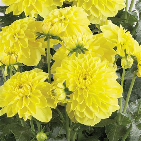 Dalina® Grande Sonora Dahlia Hybrid Proven Winners