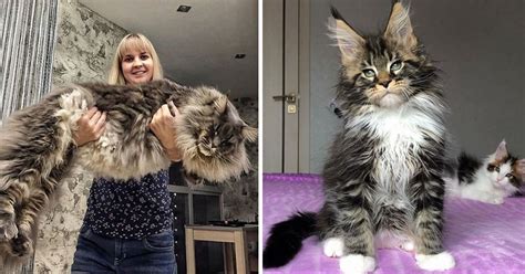 Maine Coon la Raza de Gato más Grande del Mundo Postposmo Postposmo