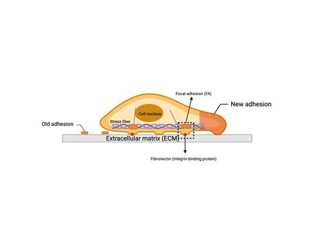 Focal Adhesion Protein | BioRender Science Templates