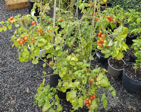 Guide To Growing Tomatoes Like A Master Gardener Matt Magnusson