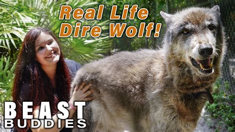 Yuki The Giant Wolf Dog | BEAST BUDDIES – Pet News Live