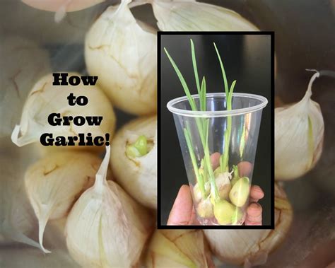 How To Grow Garlic In Water Artofit