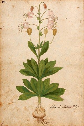 Over 1000 Free Botanical Vintage Prints Herbariums