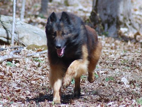 Revelry Belgian Tervuren - Belgian Tervuren Puppies For Sale