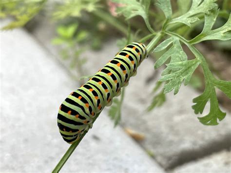 Gro Artige Gr Nde F R Einen Naturgarten Gartenkram