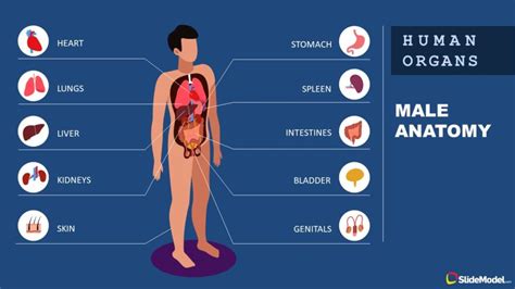 02_male-anatomy-infographic-template - SlideModel