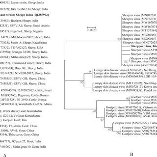 Maximum Likelihood ML Tree Showing Clustering Of Detected Kinnaur