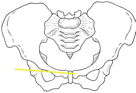 pubic bone Flashcards | Quizlet