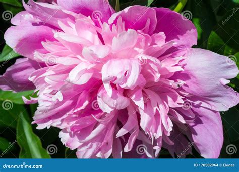 Peony Or Paeony Is A Flowering Plant In The Genus Paeonia The Only One