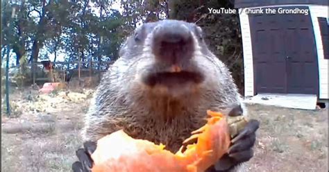 'Chunk the Groundhog' calls Delaware family's garden home | Video ...