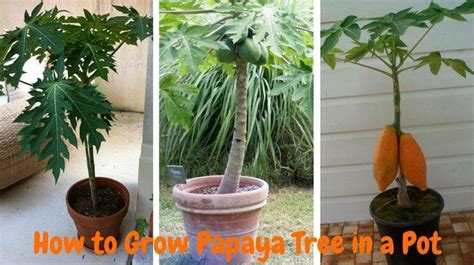 How To Grow Papaya Tree From Seeds In A Pot Papaya Tree Papaya Plant