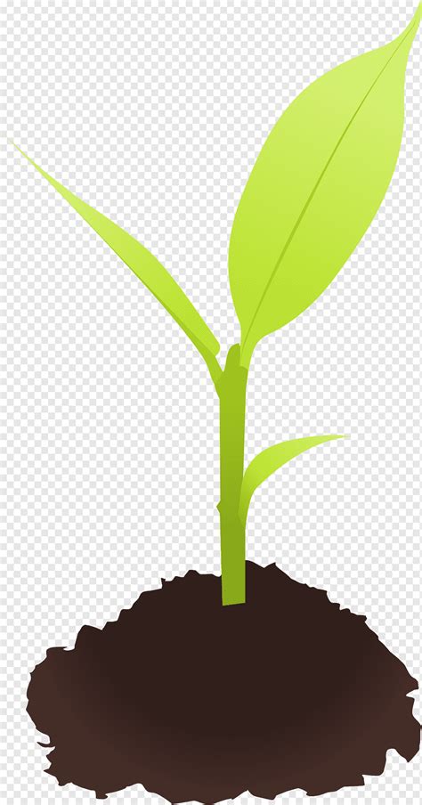 Seedling Sprouting Plant Leaf Plant Stem Grass Png Pngwing