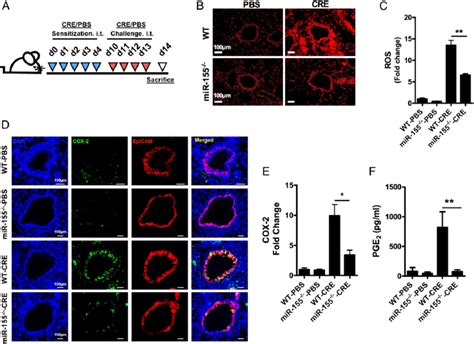 Mir Regulates Epithelial Cox Expression Levels In A Mouse Model