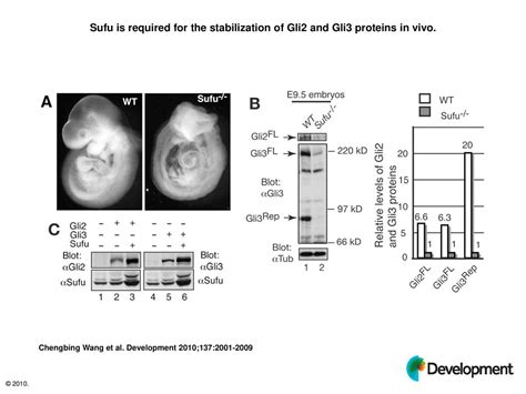 Sufu Is Required For The Stabilization Of Gli And Gli Proteins In