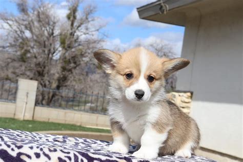 Corgi Husky Mix Puppiescorgi Husky Mix Puppies For Sale