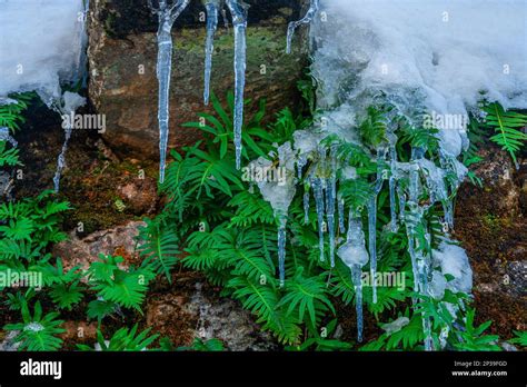 Winter Icicles And Frozen Foliage Stock Photo Alamy