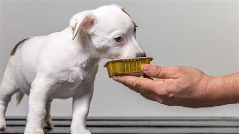 GUÍA Cómo elegir el mejor pienso para tu perro