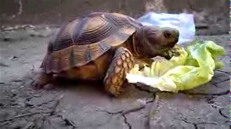 Tortuga Comiendo Lechuga Youtube