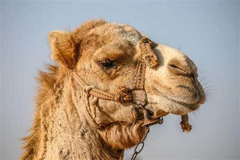 Portrait of a Camel in a Desert Stock Image - Image of travel, animals ...