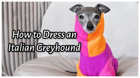 How To Dress An Italian Greyhound Youtube