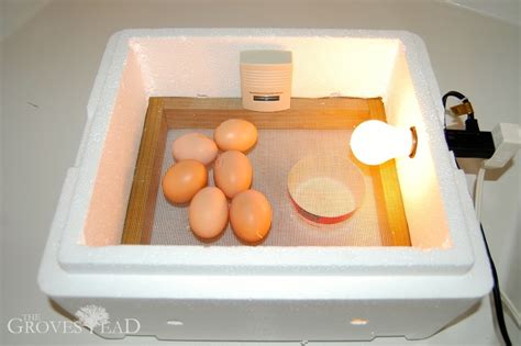 The Minute Egg Incubator The Grovestead