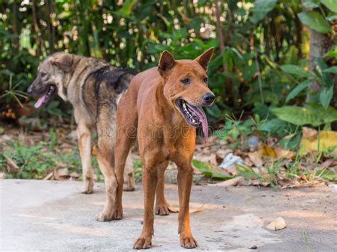 Dog Mating Royalty Free Stock Images Image 29545659