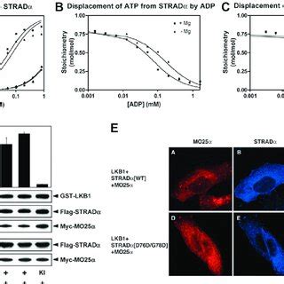 The STRADα pseudokinase is capable of binding ATP A The wild type