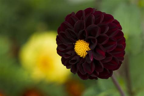 19 Stunning Black Flowers Ideas The Rhythm Of The Home Dark Flowers