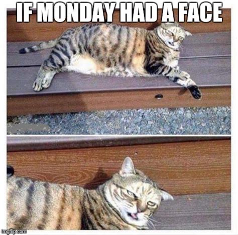 Funny Monday Cat Meme