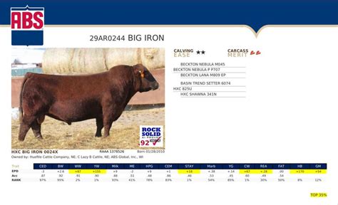 Rafter Jm Cattle Co Red Angus Angus Cattle Black Angus