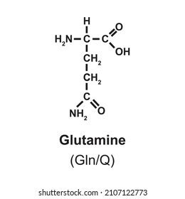 Glutamine Amino Acid Chemical Structure Vector Stock Vector (Royalty ...