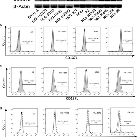 CD137L Expression Levels Were Detected By RTPCR And Flow Cytometry