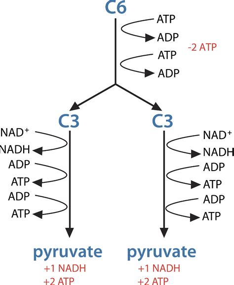 Cellular Respiration Steps And Location