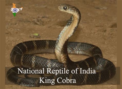 National Reptile of India | King Cobra | RitiRiwaz